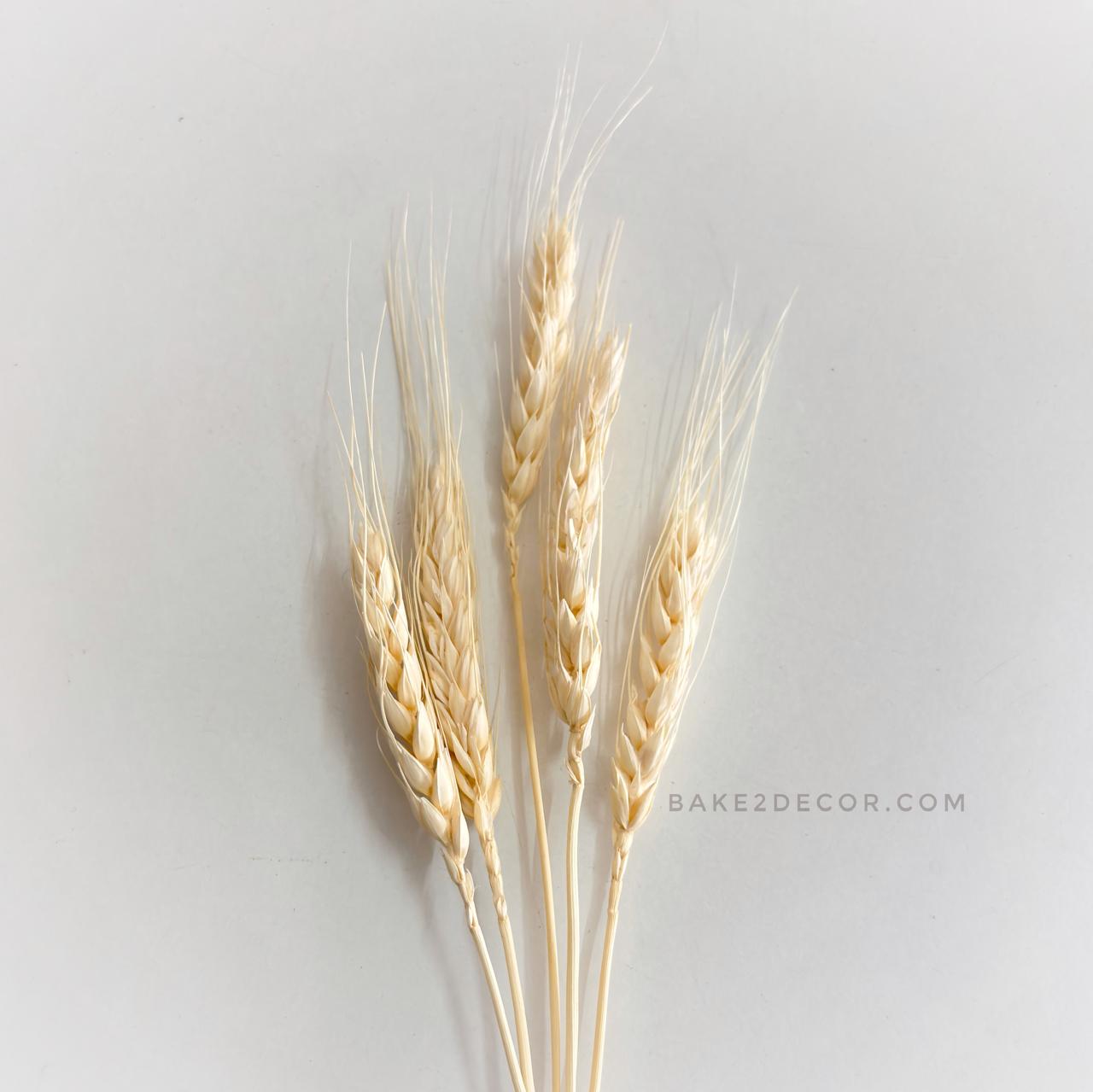 Wheat Blooms - Bleached White