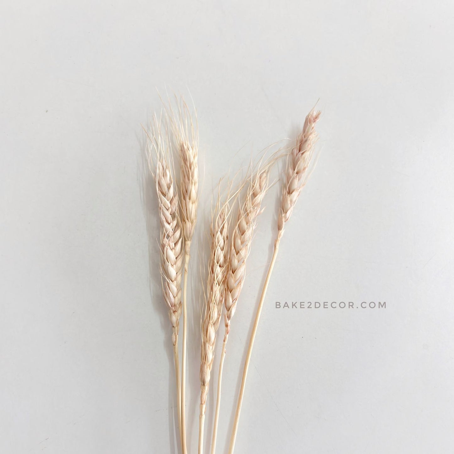 Wheat Blooms