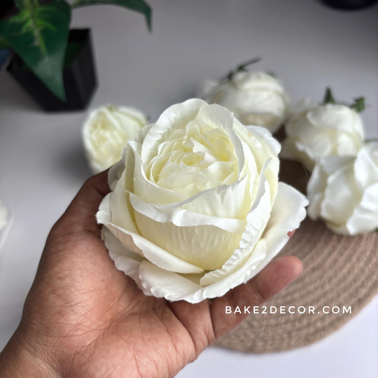 Cabbage Rose - Single Pcs - CRS02