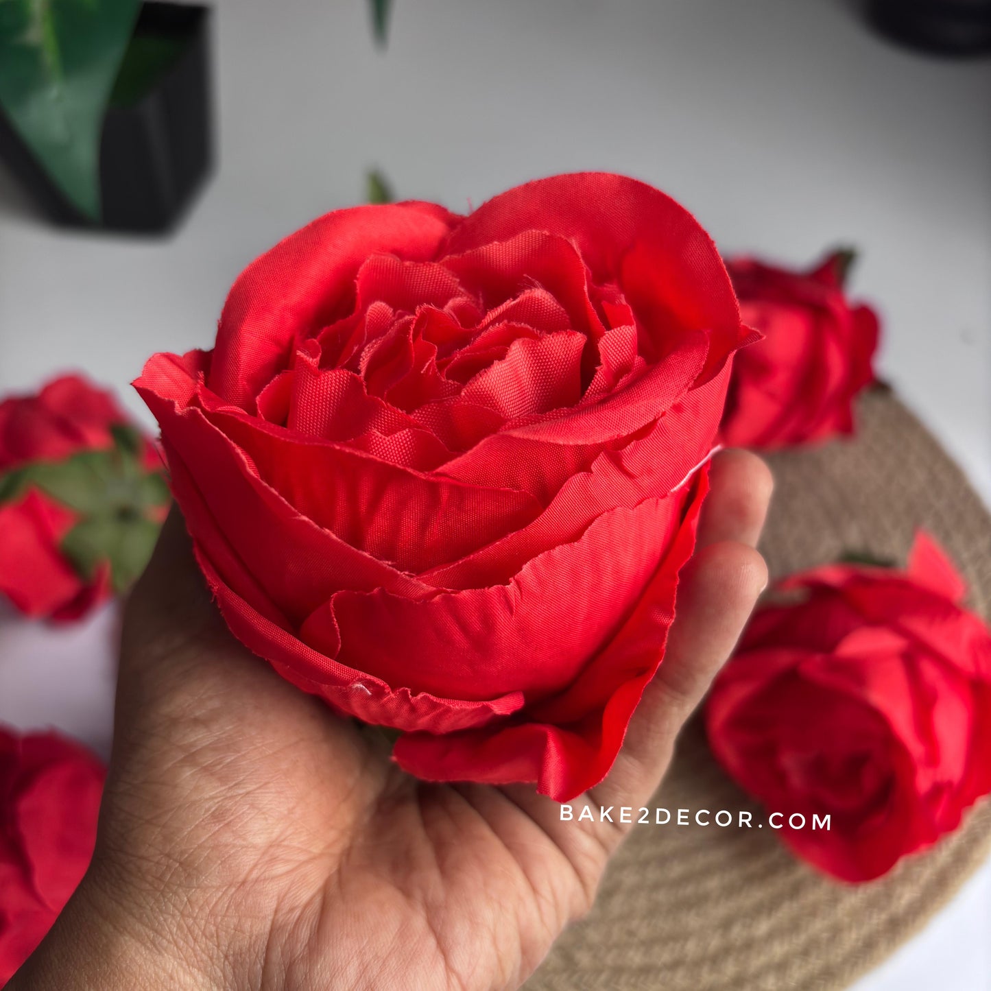 Cabbage Rose - Single Pcs - CRS03