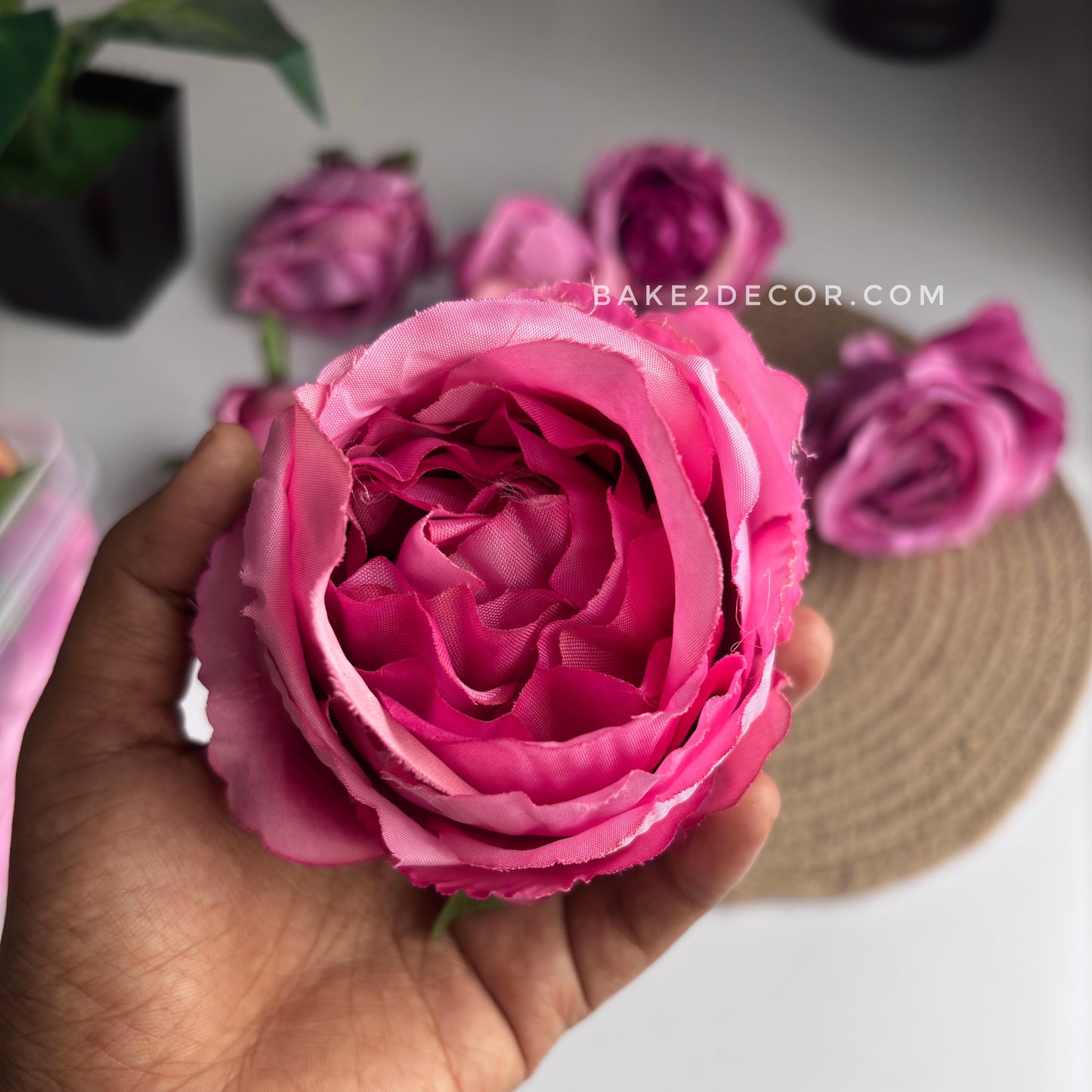 Cabbage Rose - Single Pcs - CRS01