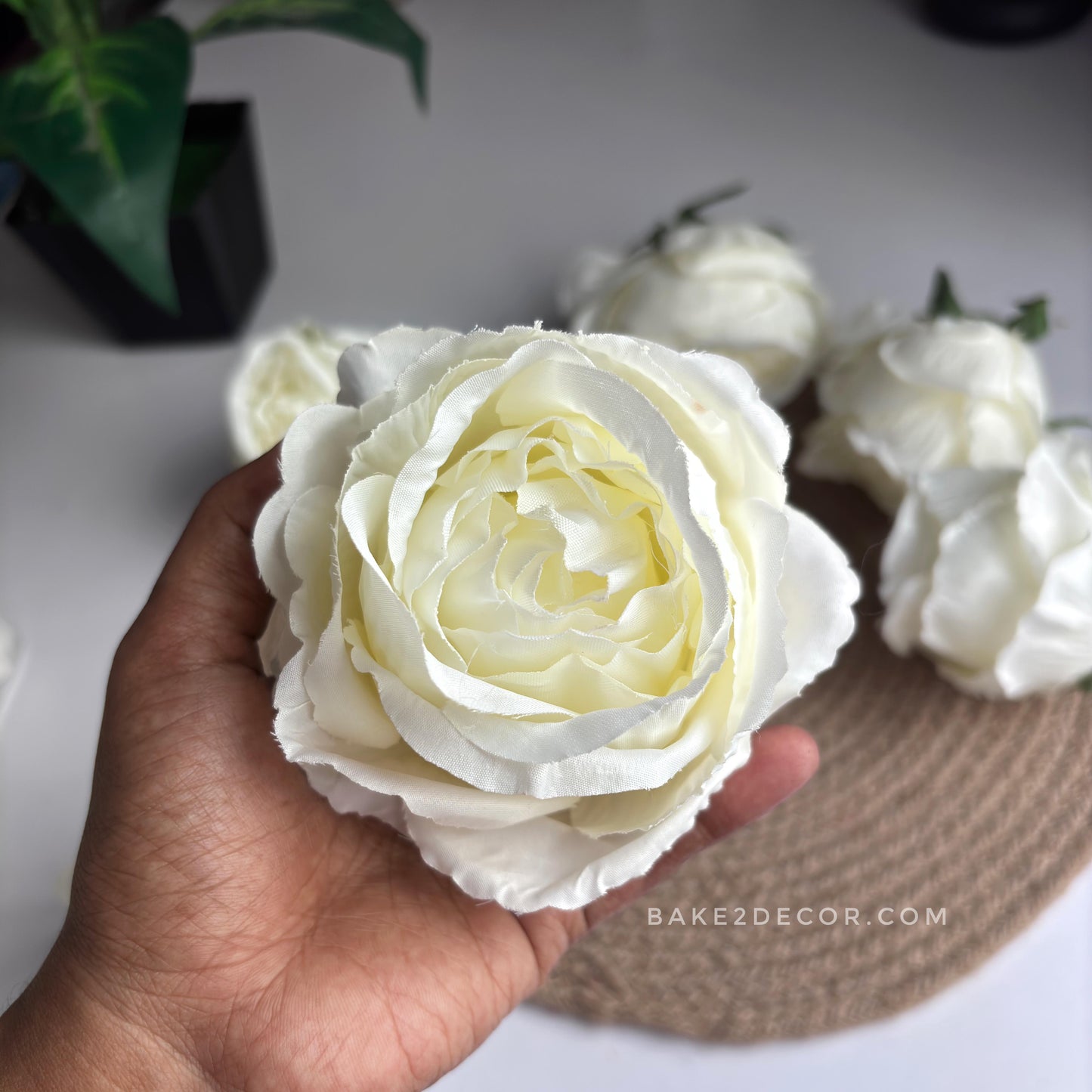 Cabbage Rose  - Single Pcs - CRS02