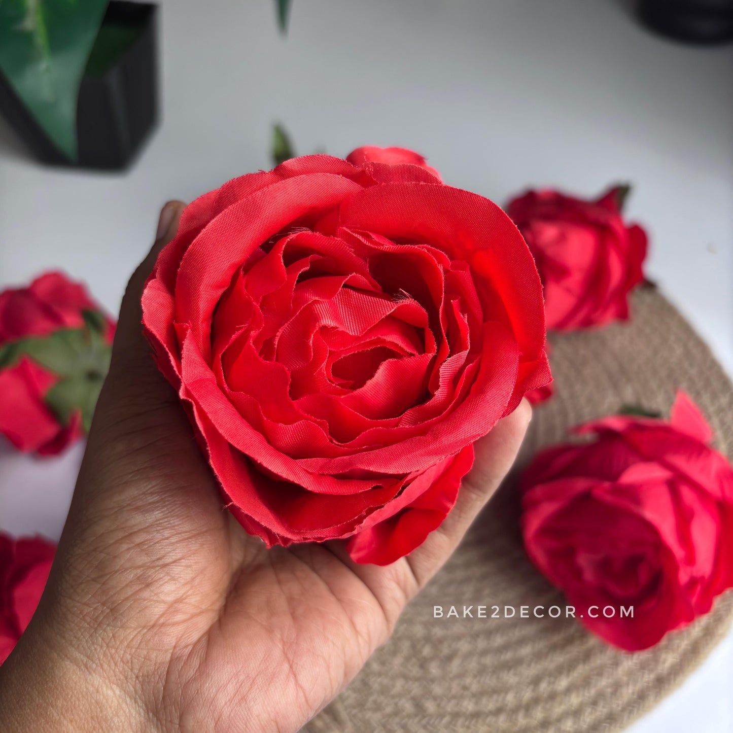 Cabbage Rose  - Single Pcs - CRS03