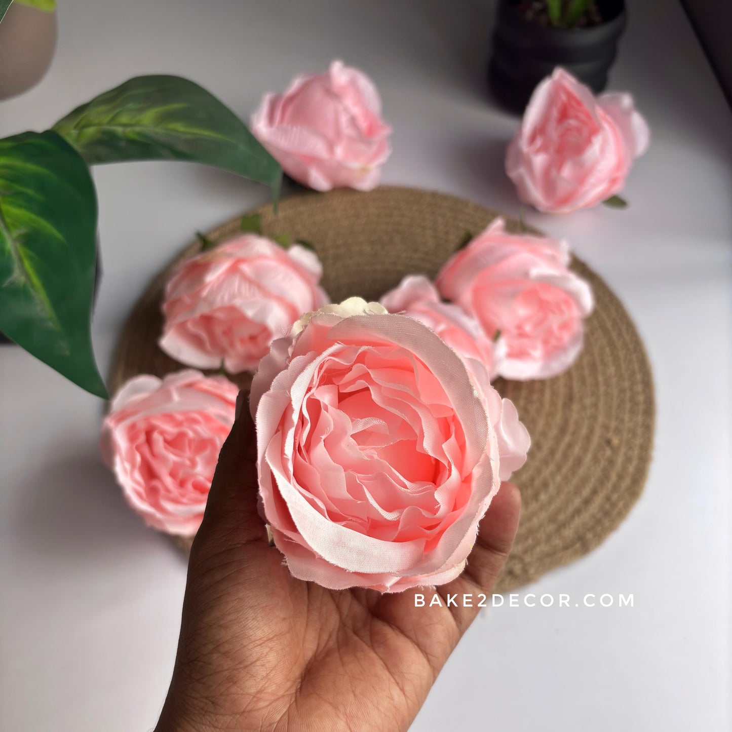 Cabbage Rose  - Single Pcs - CRS05