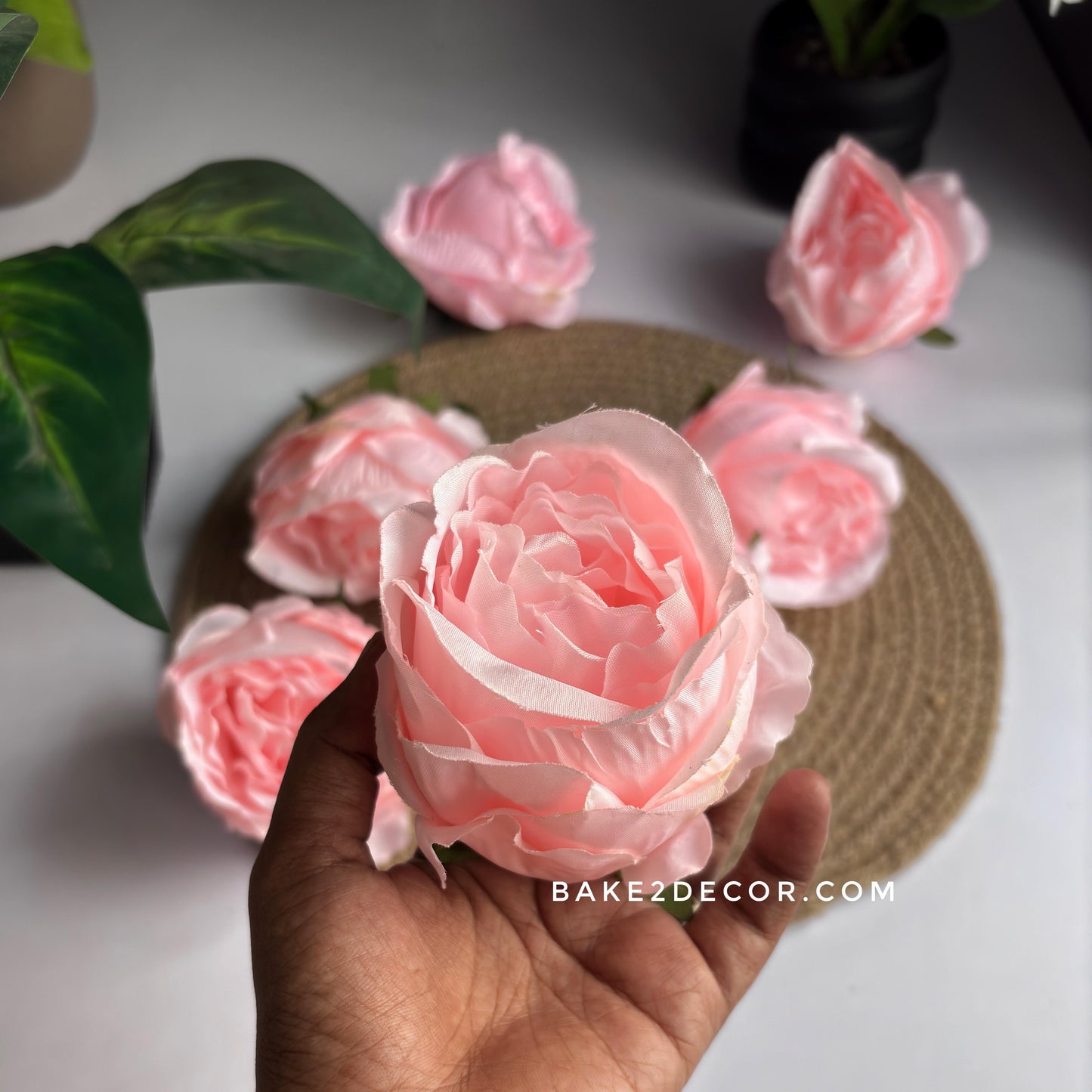 Cabbage Rose  - Single Pcs - CRS05